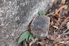 Cryptostylis leptochila