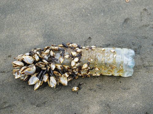 photo of Pelagic Gooseneck Barnacle (Lepas anatifera)