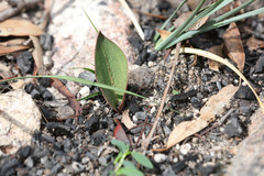 Cryptostylis leptochila