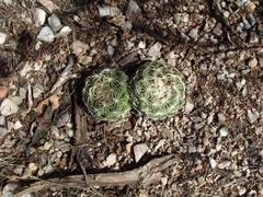 Coryphantha retusa