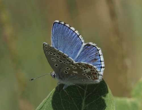 Adonis Blue