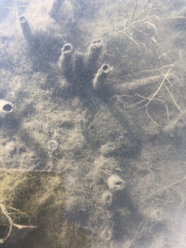 Common Musk Turtle