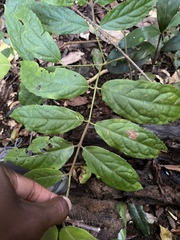 Steganthera laxiflora