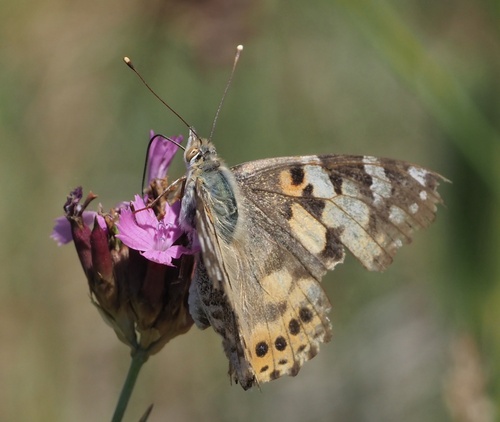 Painted Lady