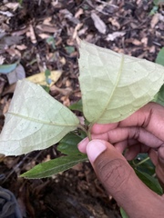 Steganthera laxiflora