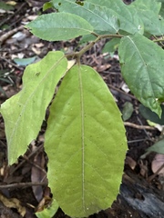 Steganthera laxiflora