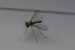 Amblypsilopus dorsalis