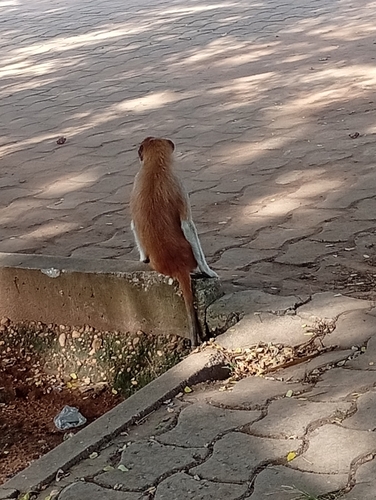 Western Patas Monkey