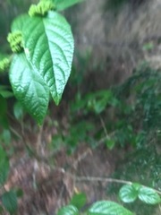 Callicarpa candicans