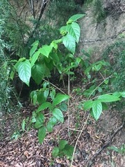 Callicarpa candicans