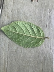 Callicarpa candicans