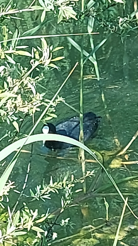 Eurasian Coot