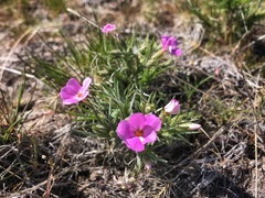 Phlox caespitosa