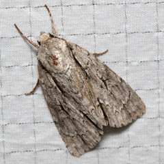 Acronicta laetifica