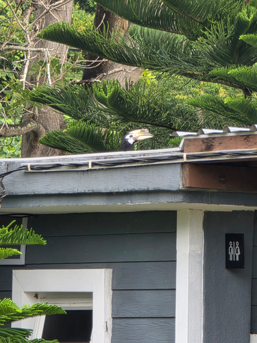 Oriental Pied Hornbill