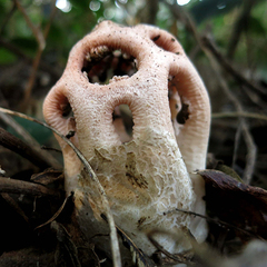 Clathrus transvaalensis