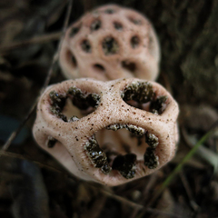 Clathrus transvaalensis