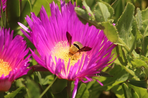 Pubescent Carpenter Bee