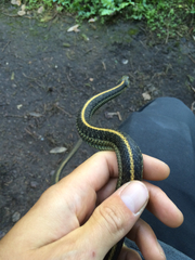 Thamnophis atratus