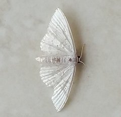 Palpita vitrealis