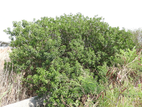 milky mangrove
