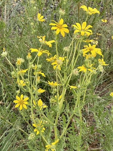 Engelmann daisy