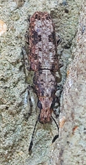 Ptychoderini