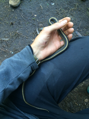 Thamnophis atratus
