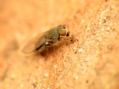 Gymnomyzinae