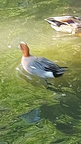 Eurasian Wigeon