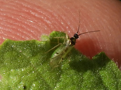 Tupiocoris