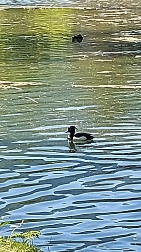 Tufted Duck