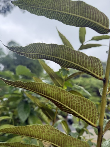Dryopteris arborescens observed 2026-05-22
