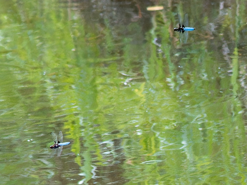 Broad-bodied Chaser