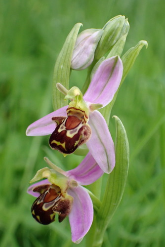 Bee Orchid