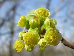 Lindera erythrocarpa