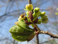 Lindera erythrocarpa
