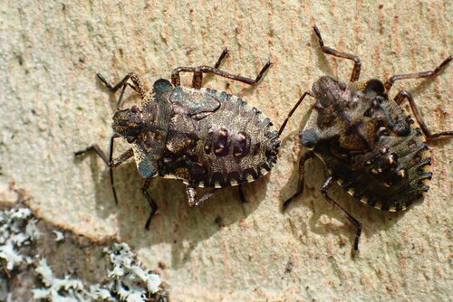 Forest Bug