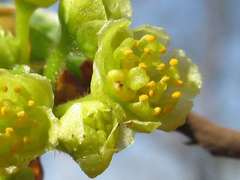 Lindera erythrocarpa
