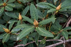 Rhododendron degronianum