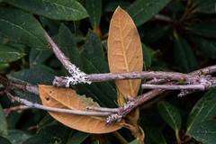 Rhododendron degronianum
