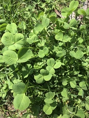 Trifolium repens