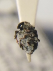 Thamiocolus sahlbergi