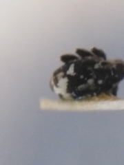 Thamiocolus sahlbergi