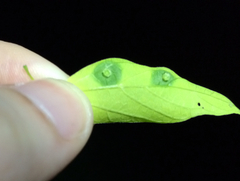 Pachypsylla celtidisasterisca