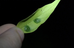 Pachypsylla celtidisasterisca