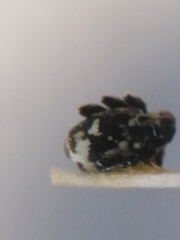 Thamiocolus sahlbergi