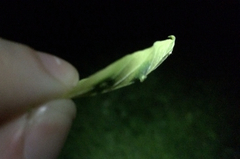 Pachypsylla celtidisasterisca