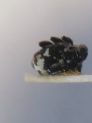 Thamiocolus sahlbergi