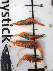 Spirontocaris holmesi